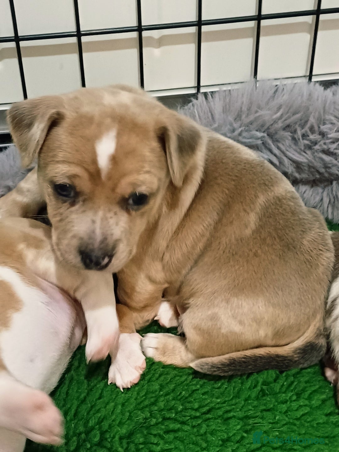 Jack Russell dogs for sale: Lilac Merle jack russell boy - Image 6