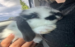 Mini Lop rabbits for sale: Mini lop bunnies  - Image 3