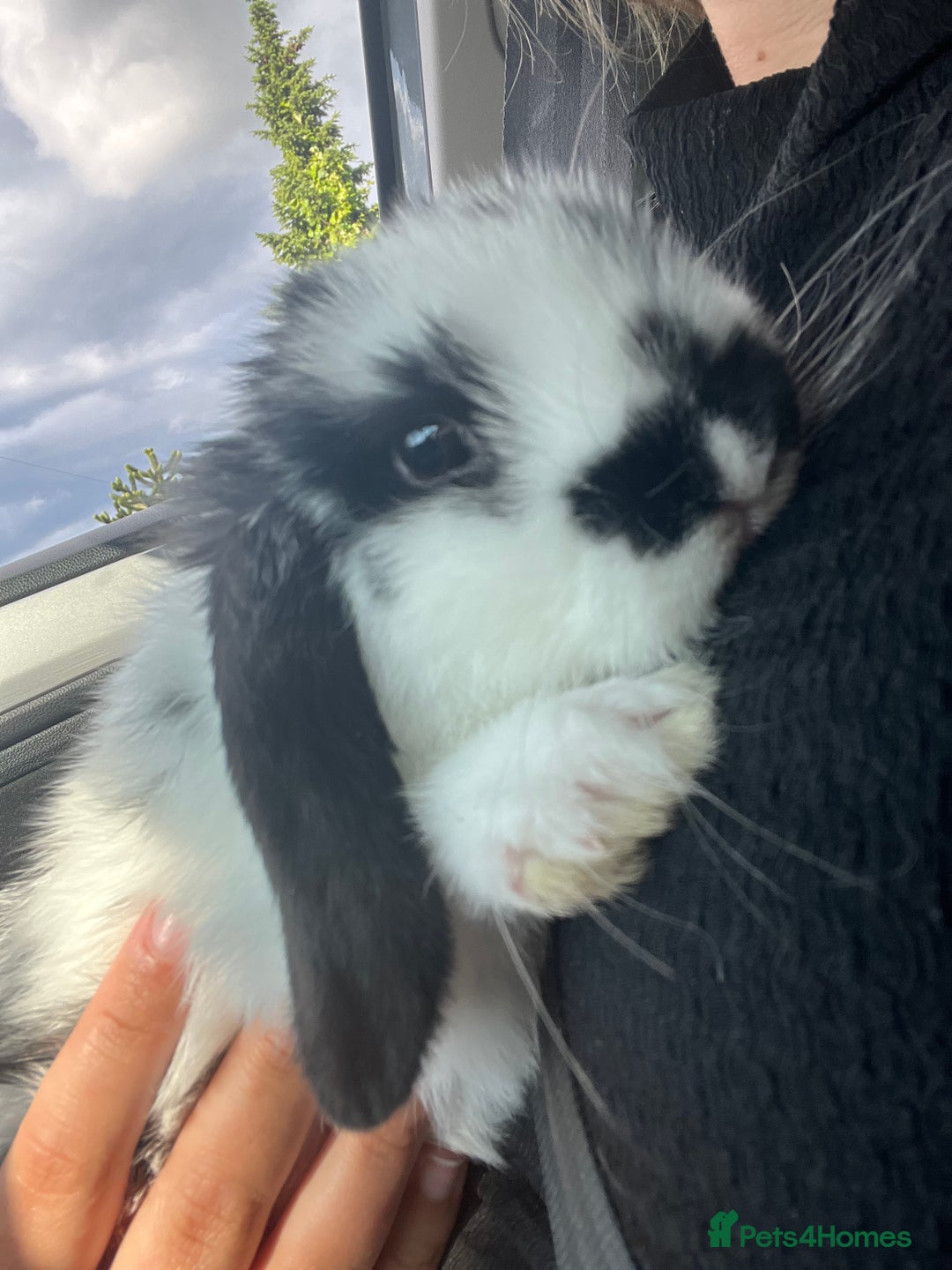 Mini Lop rabbits for sale: Mini lop bunnies  - Image 3