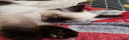 Ragdoll cats for sale: Ragdoll kittens for sale  - Advert 8