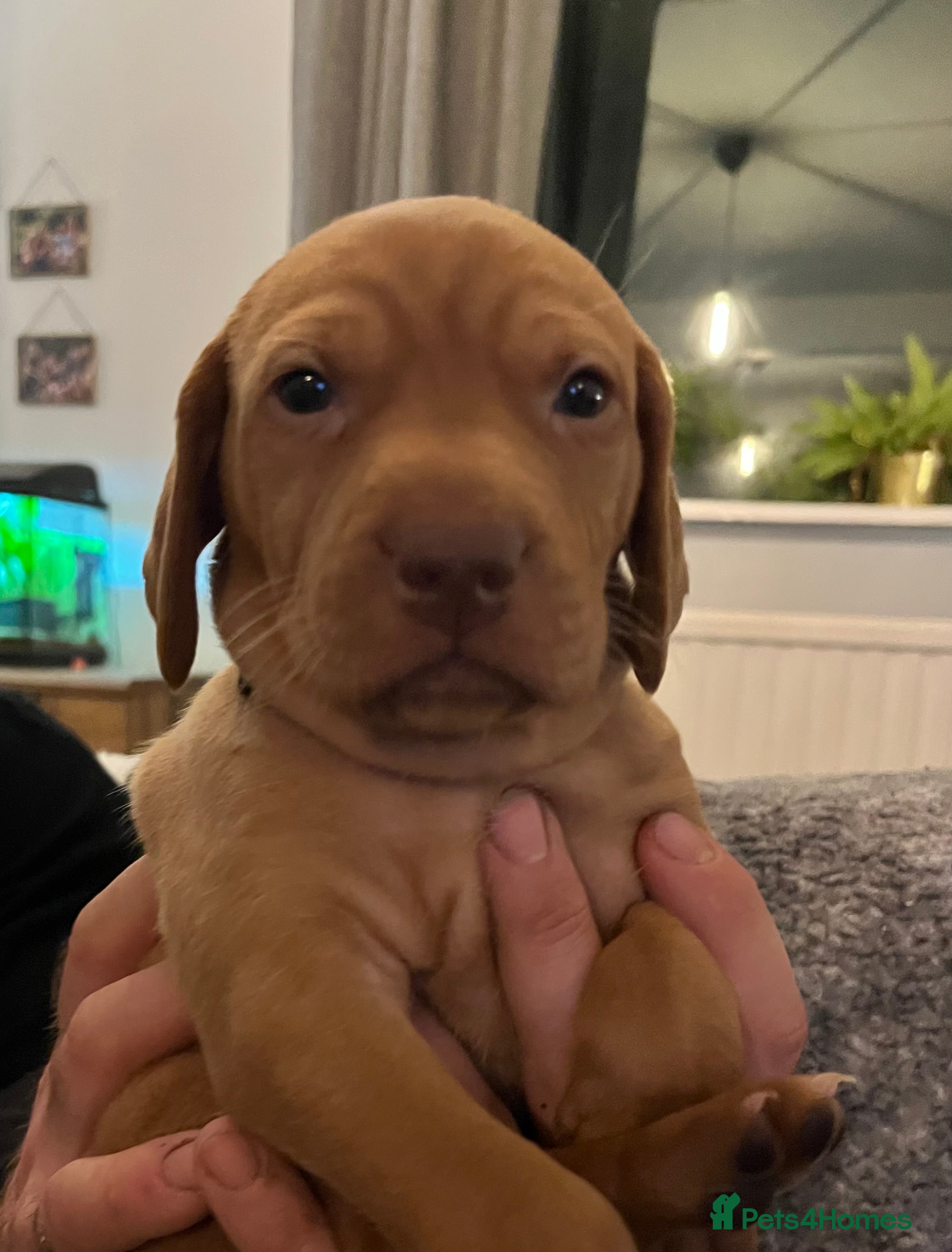 Hungarian Vizsla dogs 8 stunning Vizsla puppies  - Advert 2