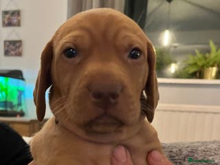 Hungarian Vizsla dogs 8 stunning Vizsla puppies - Advert 3