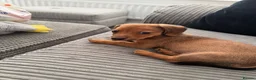 Jackshund dogs for sale: Daisy  - Advert 3