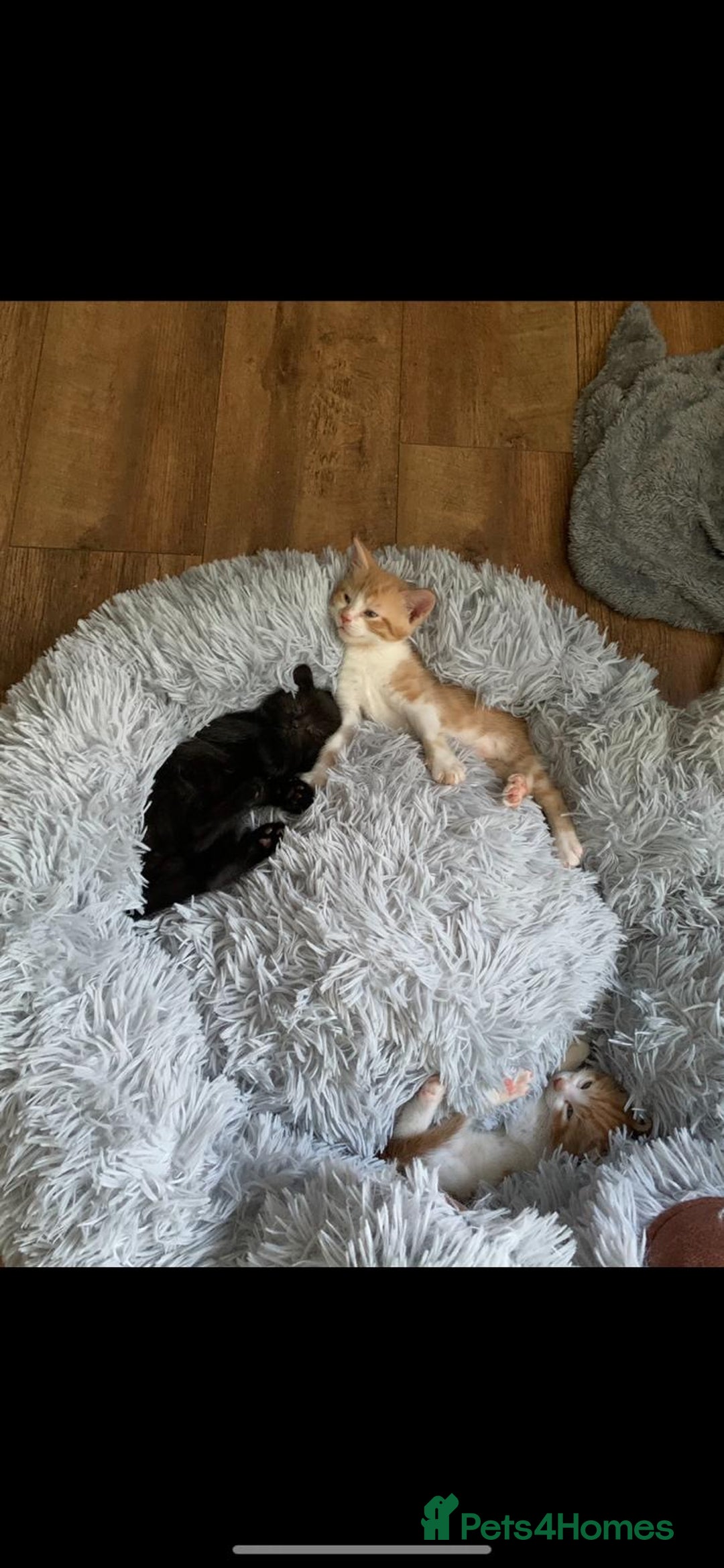 Mixed Breed cats for sale: 3 Male kittens  - Image 8