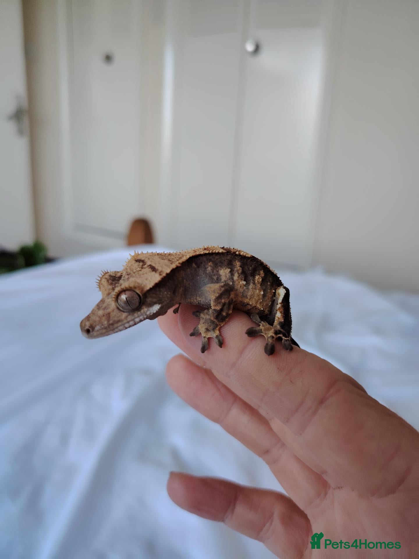 Gecko reptiles Young male crested gecko  - Advert 1