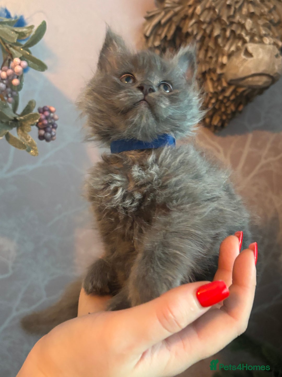 Maine Coon cats for sale: Blue Maine Coon Kittens – Active TICA Registered  - Advert 27