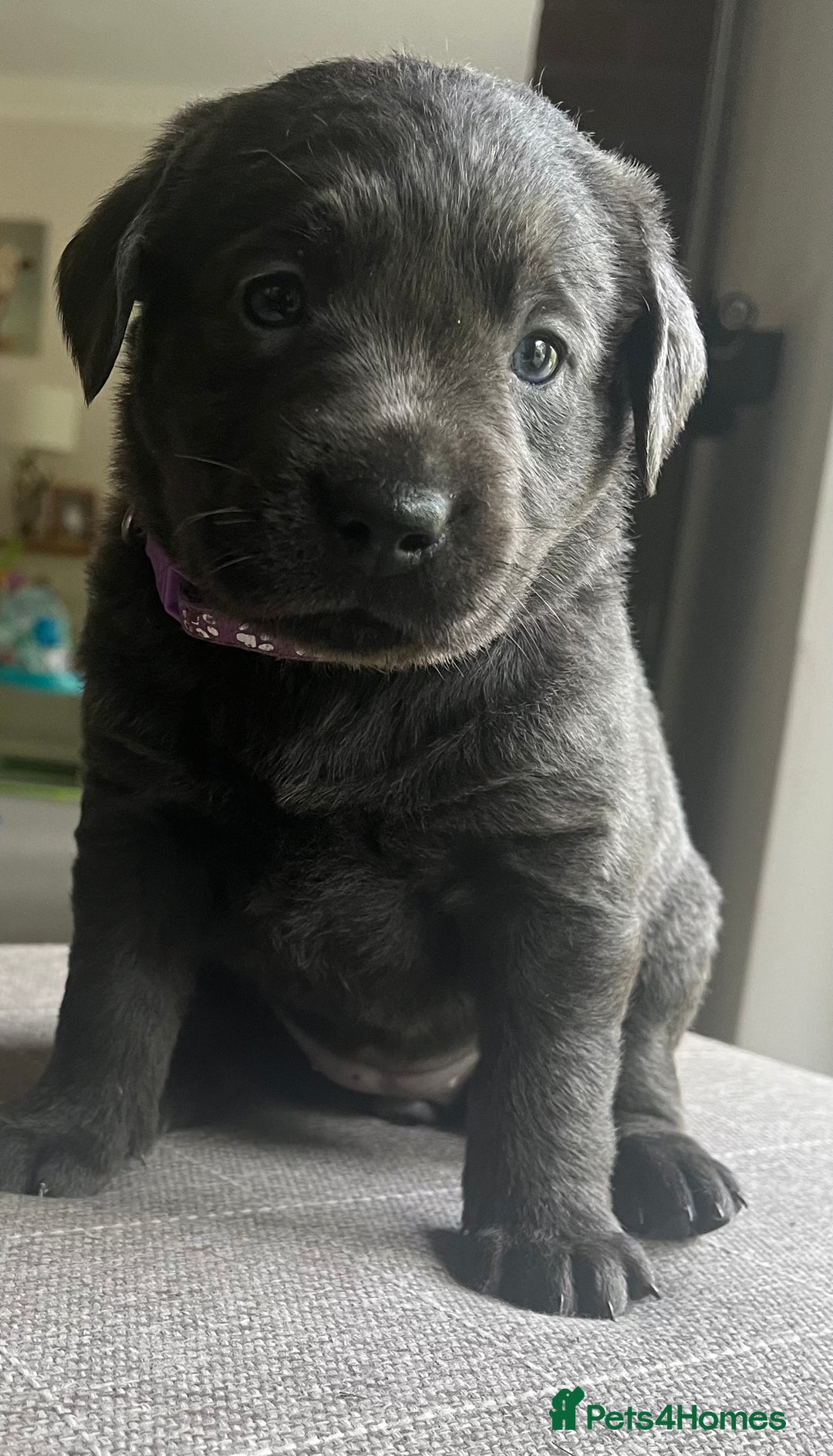 Labrador Retriever dogs for sale: Stunning litter of Silver & Charcoal Lab pups  - Image 4