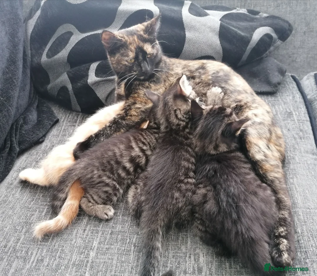 Mixed Breed cats for sale: Exceptional Kittens, Wonderful Personalities ❤️ in Waltham Cross - Advert 20