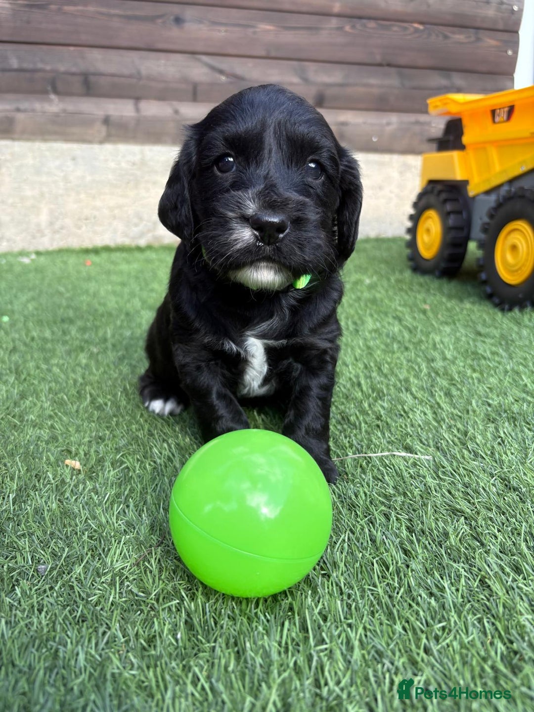 Cocker Spaniel dogs for sale: 3 Beautiful cocker spaniel puppies 2 boys 1 girl - Image 17