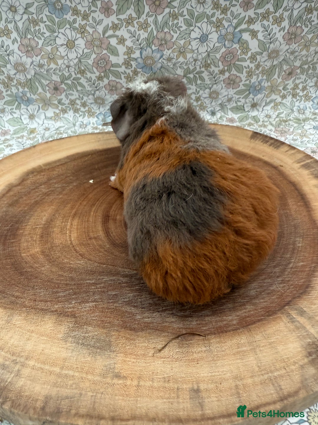 Guinea Pig rodents for sale: Teddy guinea pigs  - Advert 35