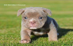 Old Tyme Bulldog dogs for sale: COUNCIL APPROVED,5⭐️RATED⭐️23 YEARS EXPERIENCE.  - Image 2