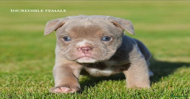 Old Tyme Bulldog dogs - Advert 12