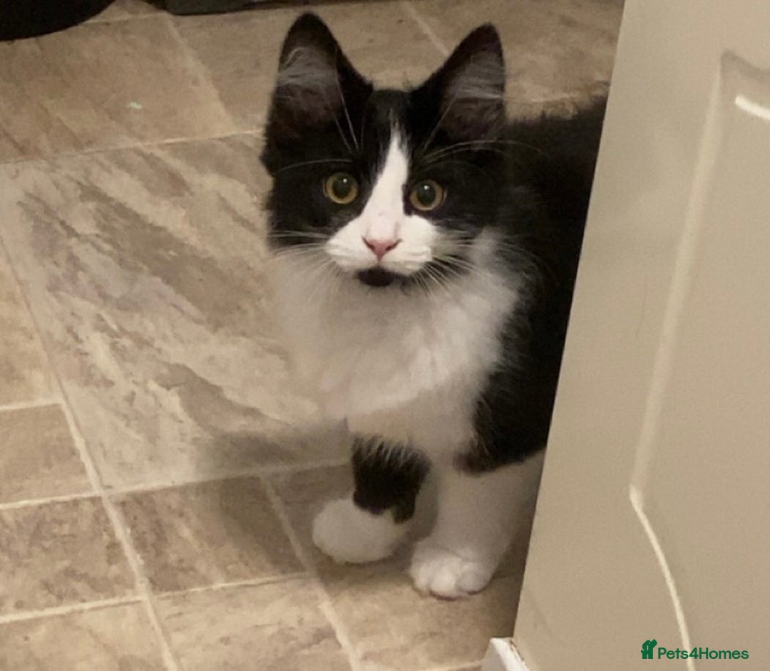 Mixed Breed cats for sale: Brother and sister  - Image 4