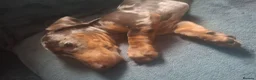 Miniature Dachshund dogs for sale: Minature DACHSHUND chocolate dapple  - Advert 5