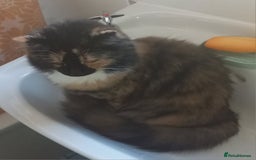 British Longhair cats for sale: Calico kitty for sale - Bella - Image 8