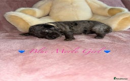 Cavapoo dogs for sale: BEAUTIFUL CAVAPOO PUPPIES HEALTH TESTED PARENTS  - Image 39