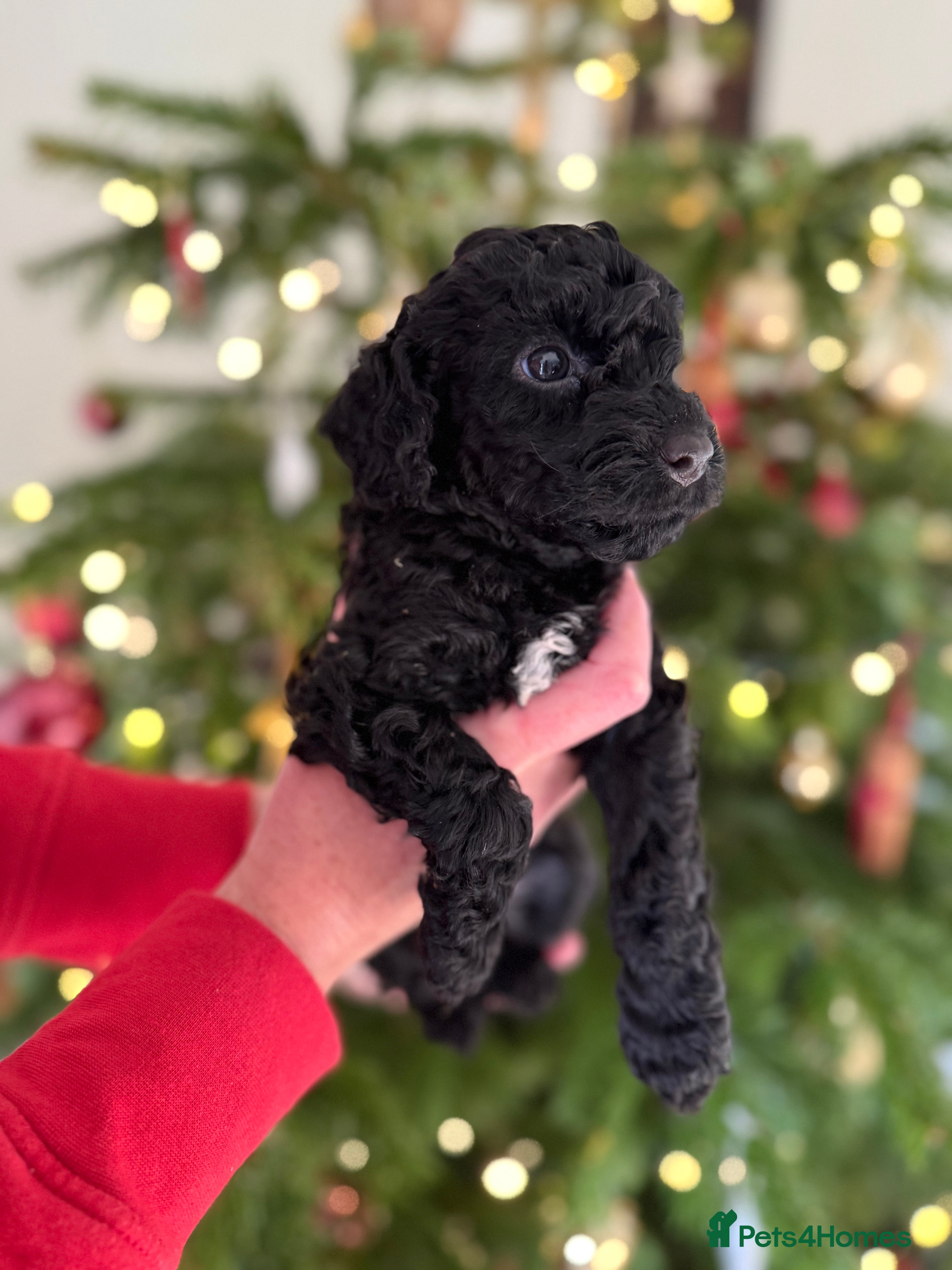 Cockapoo dogs Beautiful Merle & Black F2 Cockapoo puppies  - Advert 14