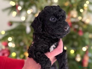 Cockapoo dogs Beautiful Merle & Black F2 Cockapoo puppies - Advert 2