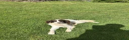 English Springer Spaniel dogs for sale: 2YR KC Registered Working English Springer spaniel - Advert 1