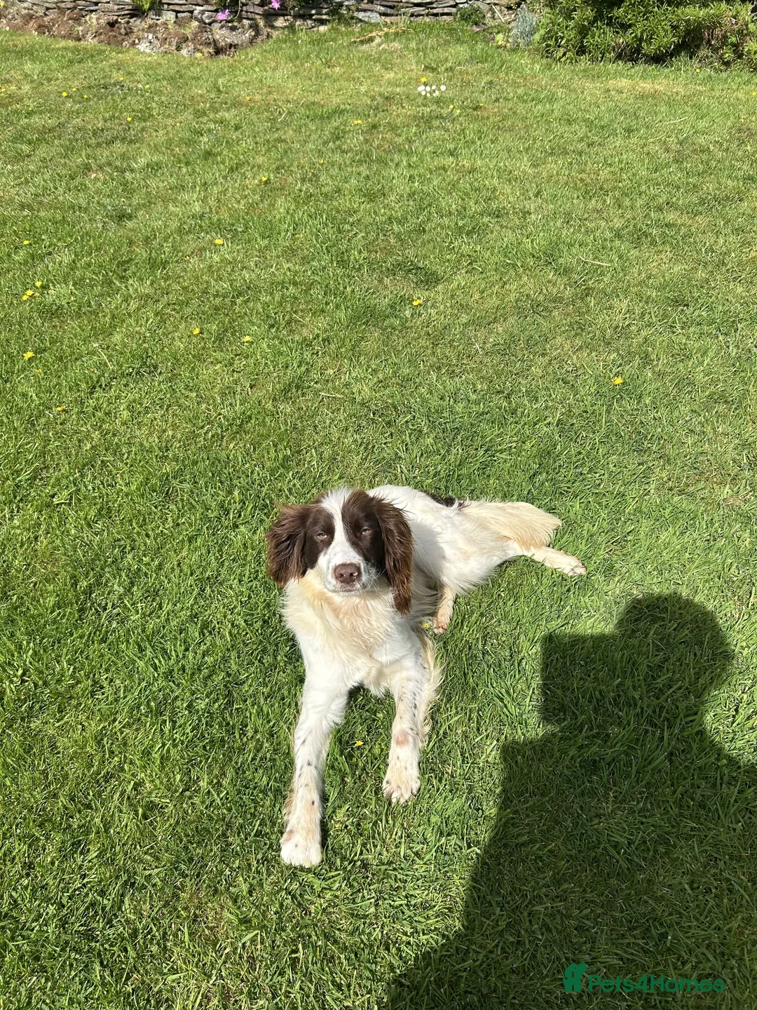 English Springer Spaniel dogs for sale: 2YR KC Registered Working English Springer spaniel - Advert 1
