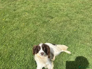 English Springer Spaniel dogs 2YR KC Registered Working English Springer spaniel - Advert 1