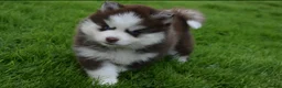 Pomsky dogs for sale: Stunning Pomsky puppies from health tested parents - Advert 29