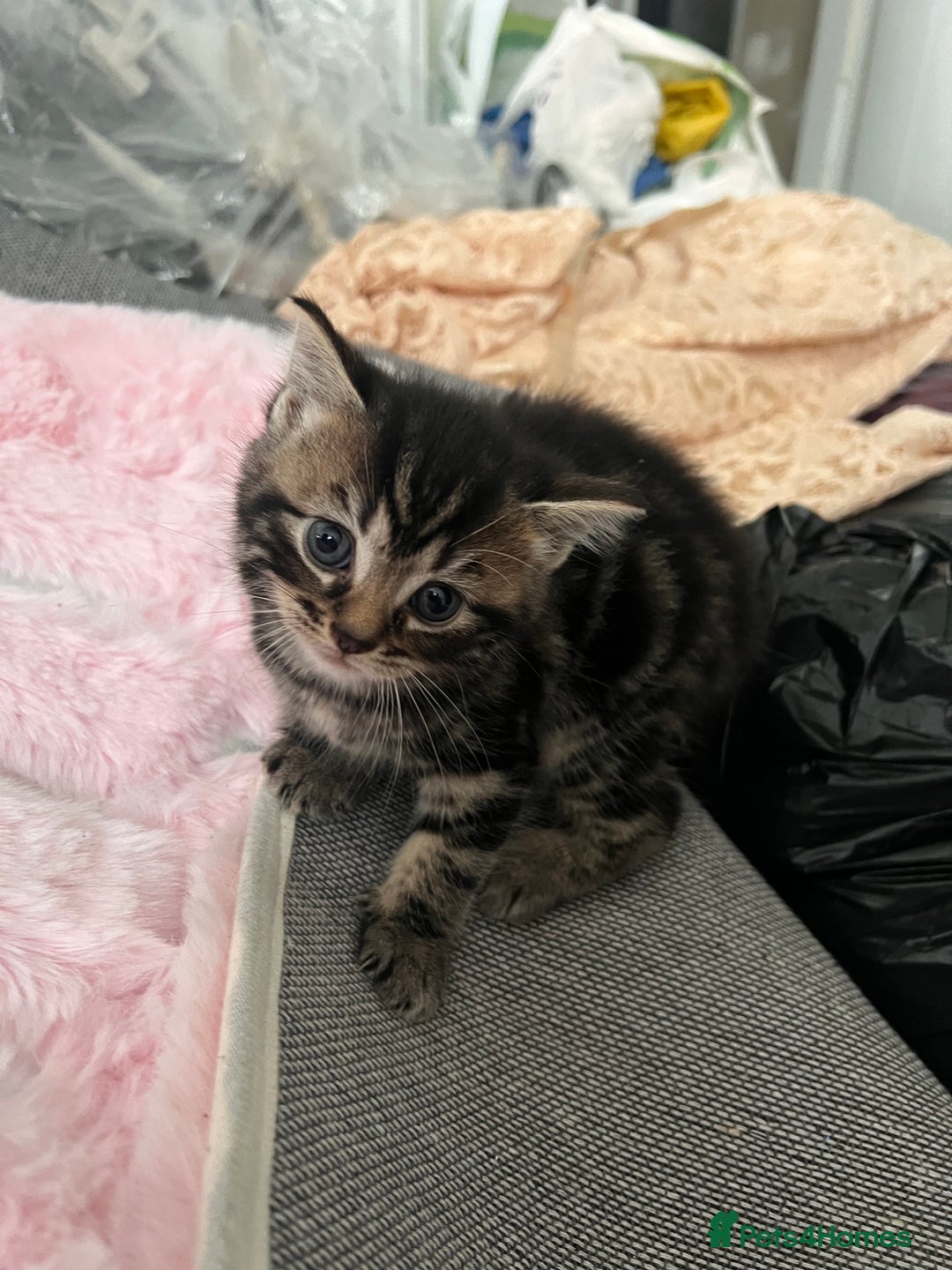 Mixed Breed cats for sale: Taby kitten available now or on  **   - Advert 16