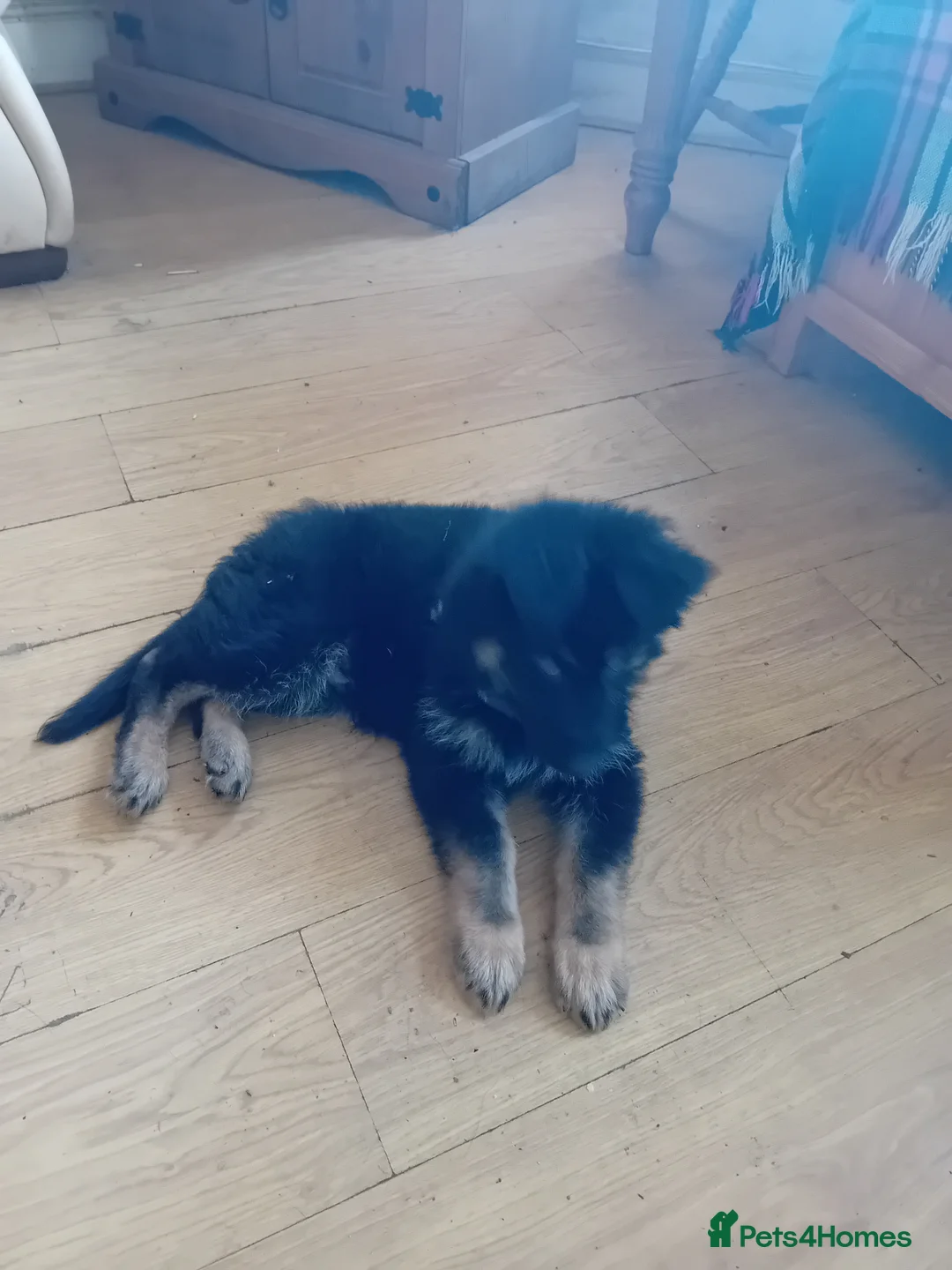 German Shepherd dogs for sale: Black and Tan boy - Advert 4