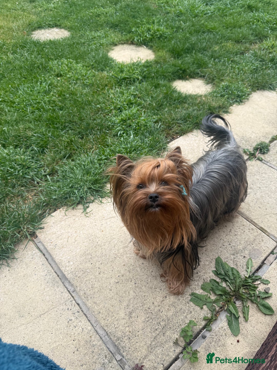 Yorkshire Terrier dogs for sale: Pedigree Yorkshire terrier - Image 4