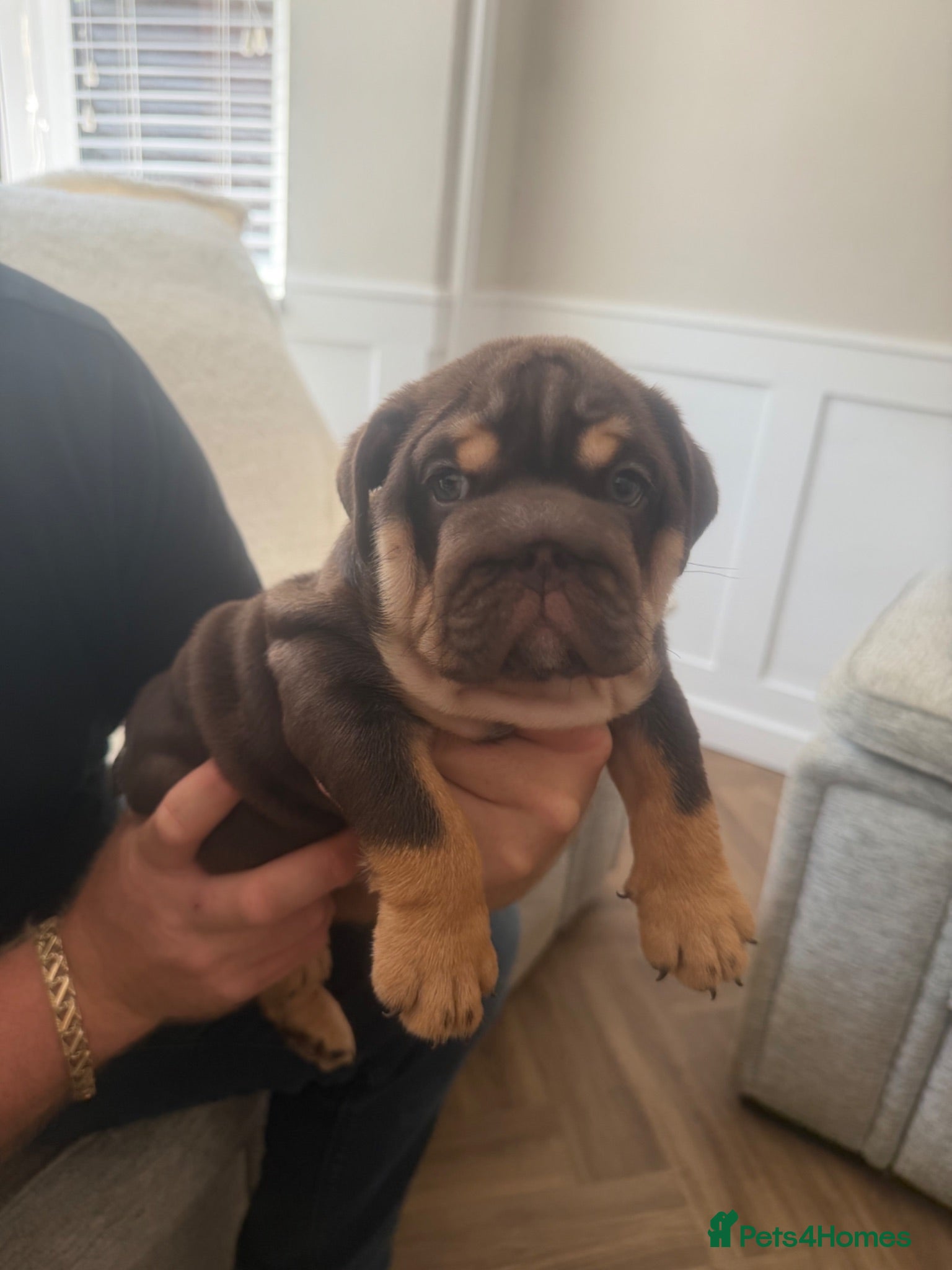 English Bulldog dogs 🏴󠁧󠁢󠁥󠁮󠁧󠁿Ready to leave English Bulldog puppy - Advert 11
