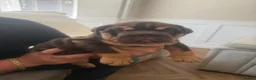 English Bulldog dogs for sale: !! Ready to leave Friday English Bulldog puppy’s ! - Advert 13