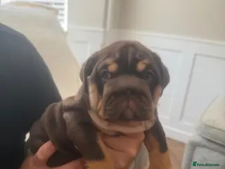 English Bulldog dogs 🏴Ready to leave English Bulldog puppy - Advert 11