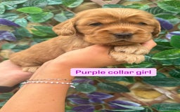 Cocker Spaniel dogs for sale: SUPERB SHOW TYPE COCKER SPANIEL PUPPIES  - Image 6