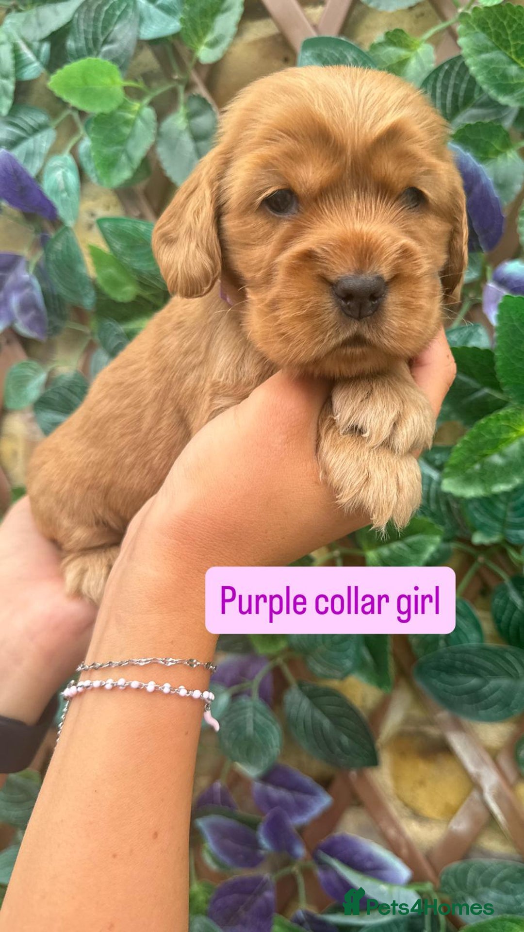 Cocker Spaniel dogs for sale: SUPERB SHOW TYPE COCKER SPANIEL PUPPIES  - Image 6