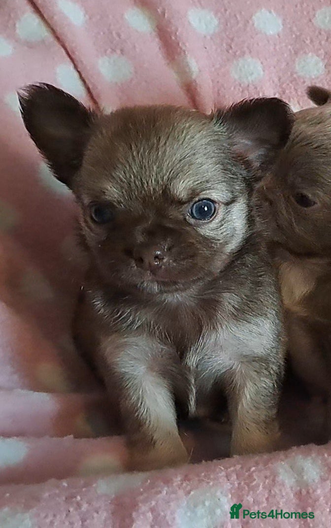 Chihuahua dogs Long Coat Chihuahua Puppies for Sale - Advert 13