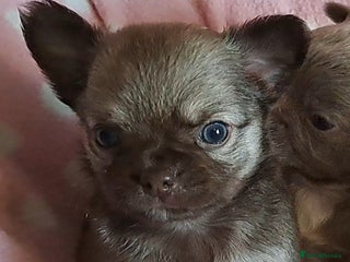 Chihuahua dogs Long Coat Chihuahua Puppies for Sale - Advert 13