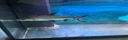 Sharks fish for sale: Silver Shark (Bala shark) in Spalding - Advert 1