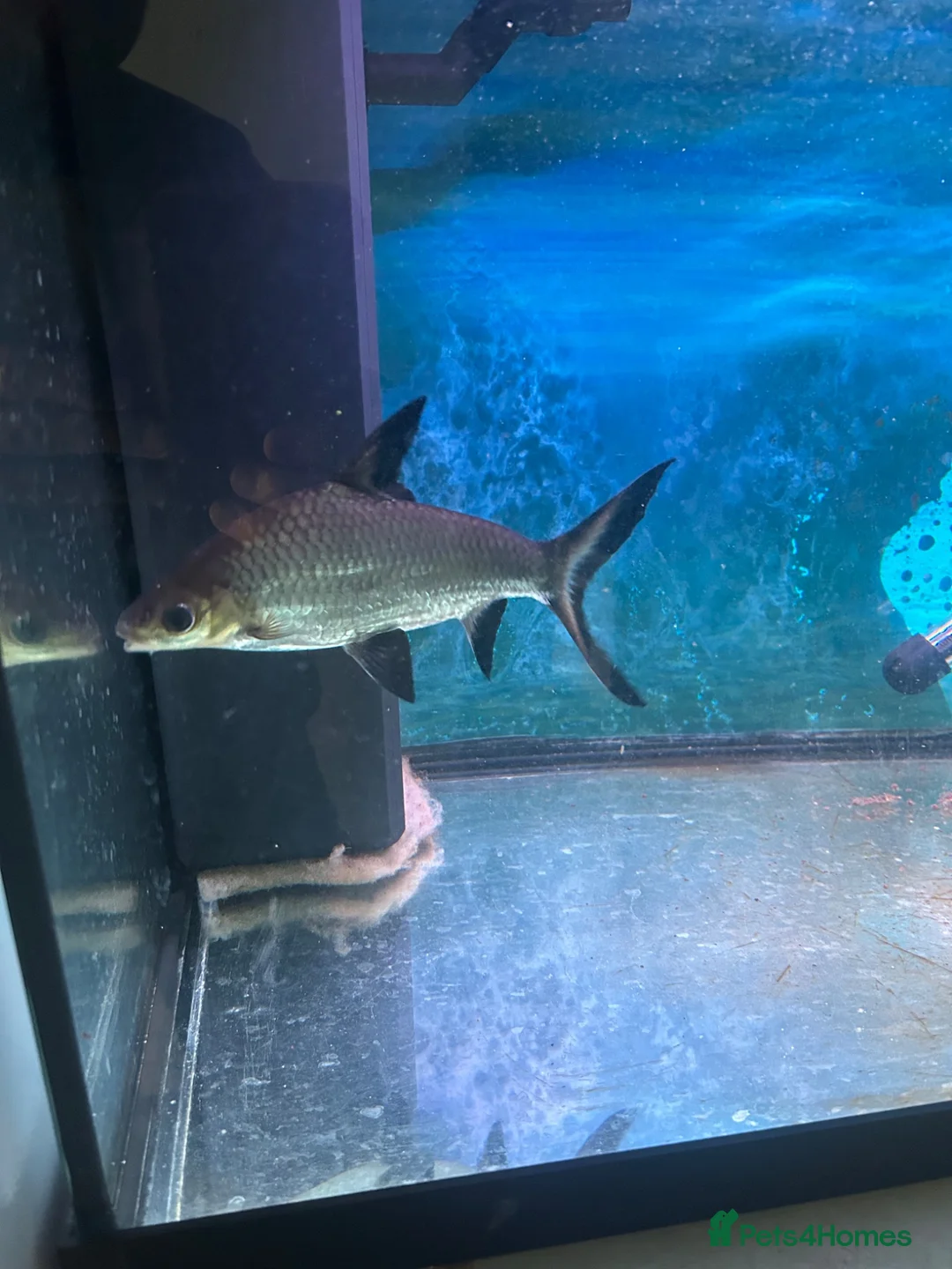Sharks fish for sale: Silver Shark (Bala shark) in Spalding - Advert 1