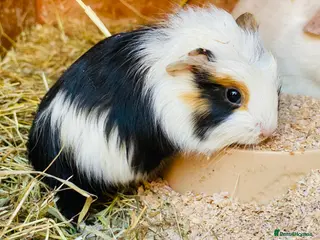 Guinea Pig rodents Tri coloured female baby Guineapig available - Advert 18
