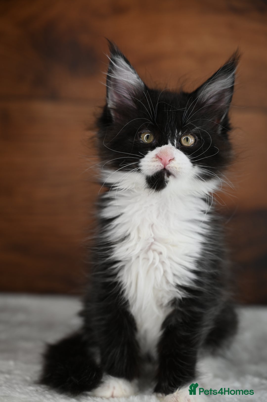 Maine Coon cats for sale: ✨Meet Cherry & Plum✨- TICA Reg - High Smoke-white - Image 14