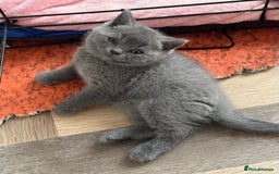 British Shorthair cats for sale: British Shorthair Kittens - Image 9