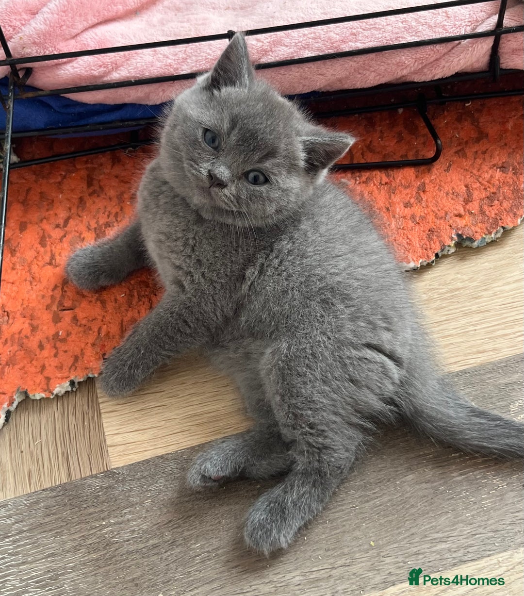 British Shorthair cats for sale: British Shorthair Kittens - Image 9