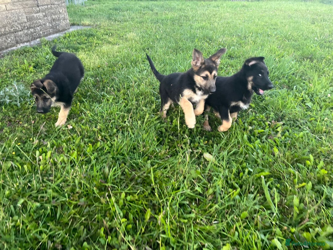 German Shepherd dogs for sale: 2 German Shepherd Bitches Ready Now - Image 18