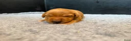 Golden Retriever dogs for sale: Happy healthy puppies - Advert 1