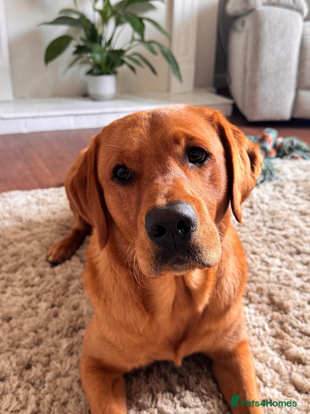 Goldador dogs for stud: Reggie  in Wrexham - Advert 2