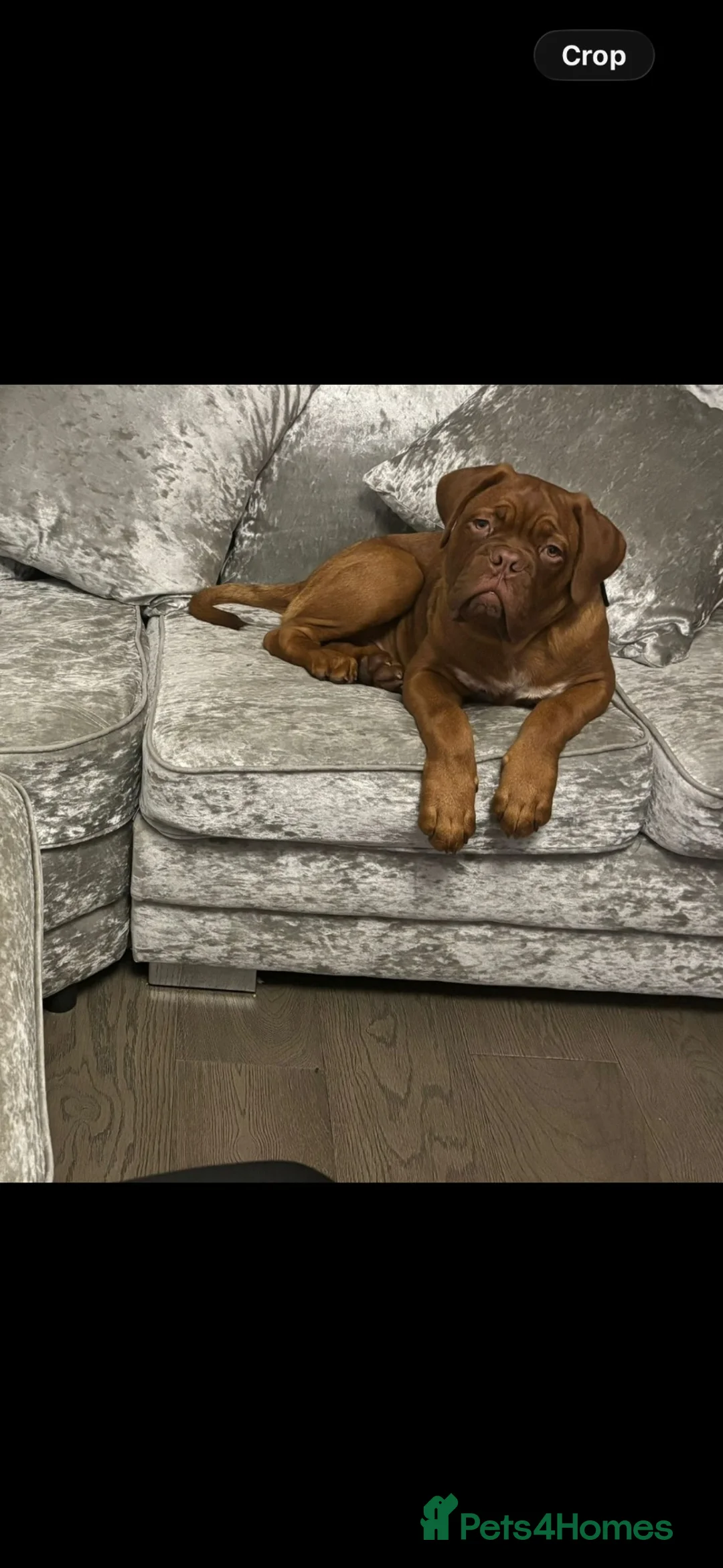 Dogue De Bordeaux dogs for sale: 2 year old male dogue de bordoux  - Advert 2