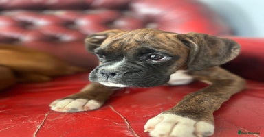 Boxer dogs - Advert 2