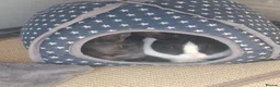 Mixed Breed rabbits for sale: 2 Female Sibling Rabbits - Advert 1
