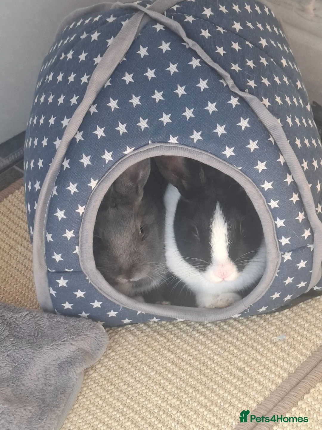 Mixed Breed rabbits for sale: 2 Female Sibling Rabbits - Advert 1