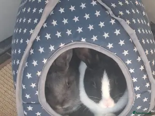 Mixed Breed rabbits Oreo & Thumper 🌟 Female Siblings - Advert 1
